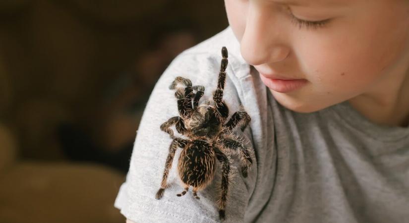 Egy év után tért vissza a házi tarantula pók – a család sokkot kapott