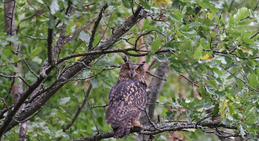 Veszprémből a vadonba: újabb uhu repült ki a szabadságba