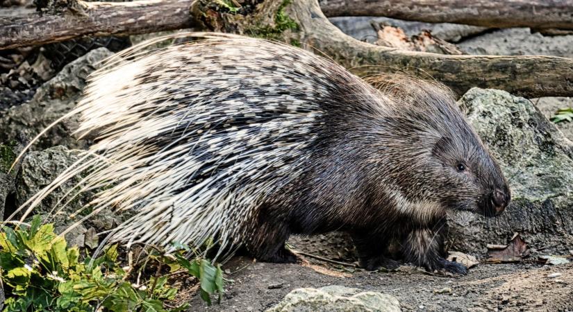 Valaki kiszabadította a sülöket a jászberényi állatkertben, az egyiket még mindig keresik