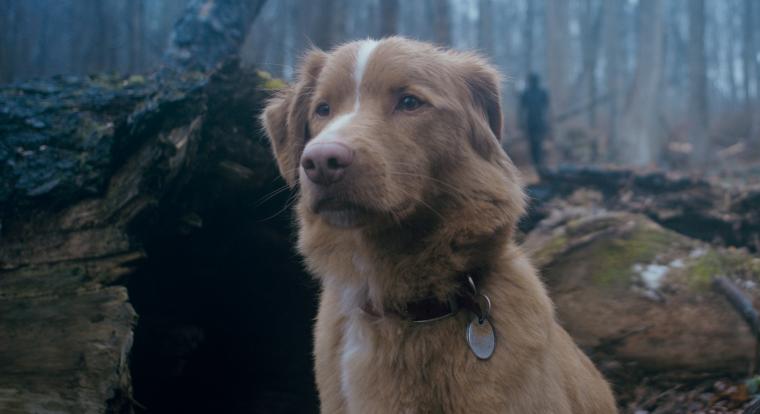 Állatszínészek Oscar-díjáért kampányol a Good Boy „főszereplője”