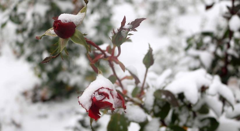 Téli takarás vagy pénzkidobás? – Kell-e fólia, szalma, lehullott lomb minden növénynek?