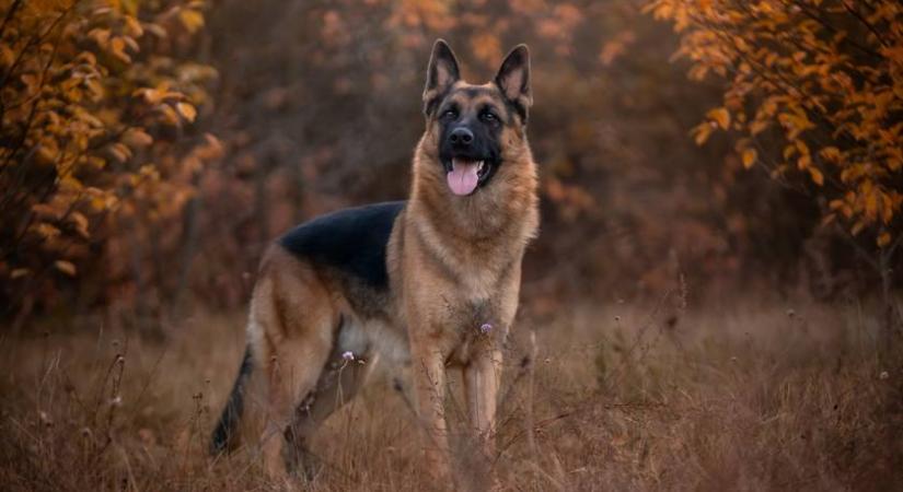 Tudod, melyik kutyafajta van a képen? Sokan nem ismerik fel