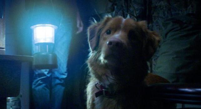 Oscar-díjat az állatoknak! A Good Boy kutyaszínésze levélben „fordult" az Amerikai Filmakadémiához