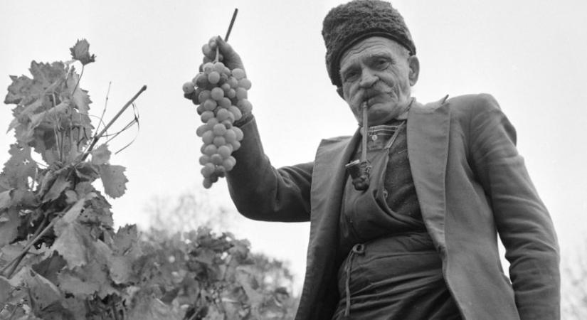 Szüreti felvonulás – rendeletre?