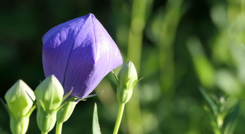 Léggömbvirág – amikor a bimbó pukkan, kezdődik a nyár
