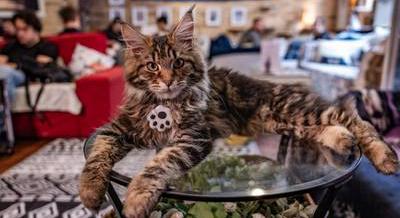 A cicás kávézó, amit mindenkinek receptre kellene felírni – A Cat Wood Caféban jártunk