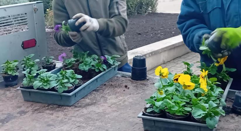 Őszi színekkel tarkították az Erzsébet teret
