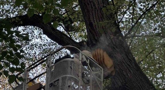 Méhraj telepedett egy iskola udvarára – segítettek a kanizsai tűzoltók
