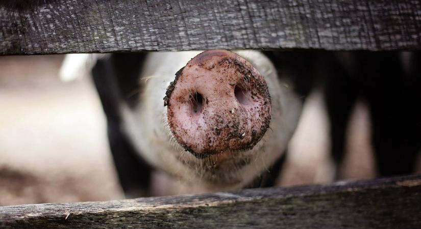 Újabb járványveszély: az afrikai sertéspestis már a magyar határ közelében pusztít