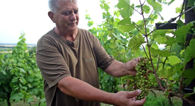 Fentről jön a segítség: drónok és AI mentik a zalai szőlőket