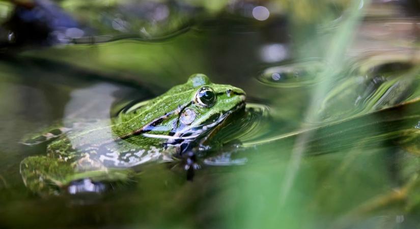 Elképesztő, miért nyelt le 8 élő békát az idős asszony