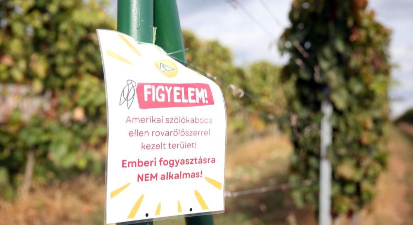 Komoly a gond? A kormány is segítséget nyújt az aranyszínű sárgaság ellen!