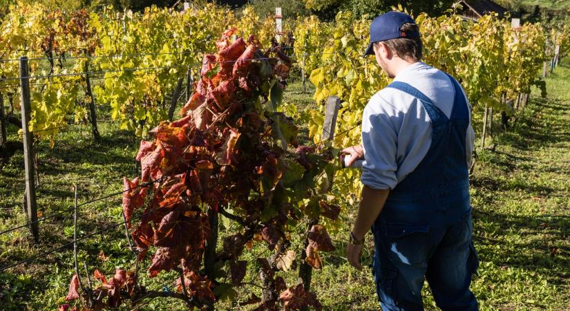 Drónos felderítést is bevetnek a szőlő aranyszínű sárgaság betegség visszaszorítására