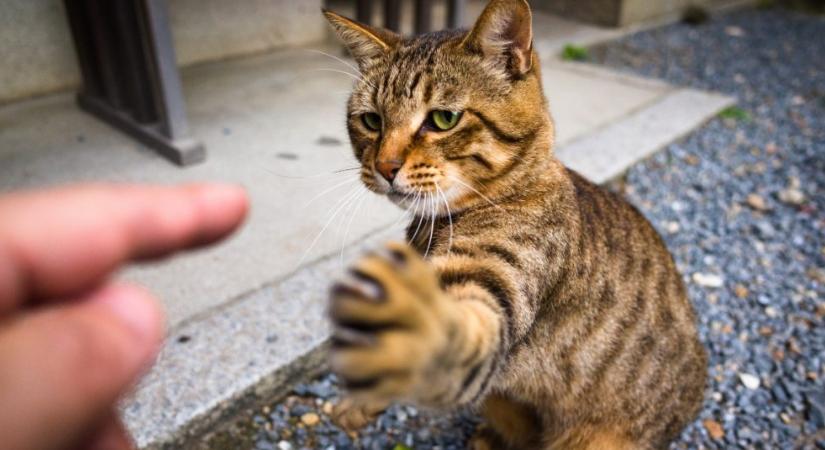 Miért van a macskáknak visszahúzható karma, de a kutyáknak nem?
