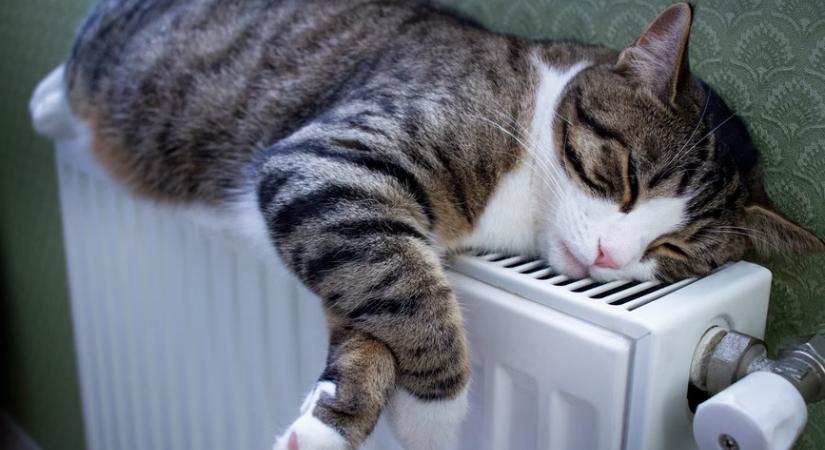 What Is the Ideal Temperature for a Cat?