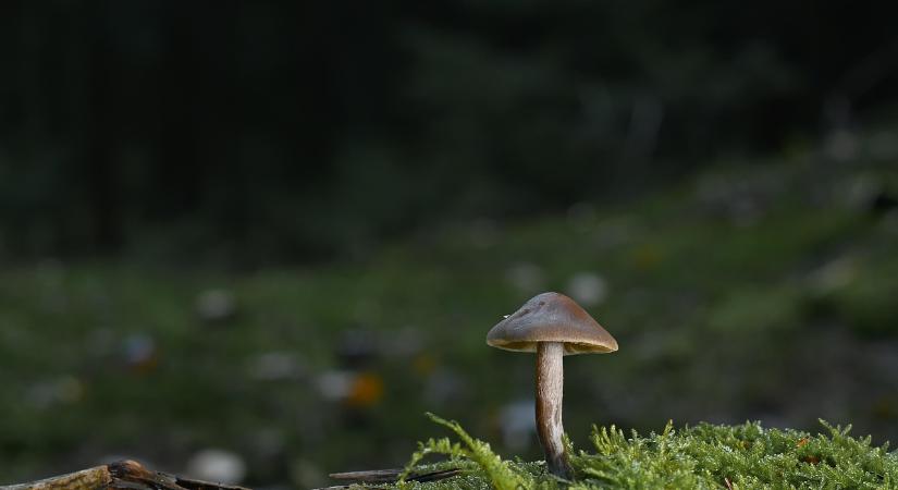27 éve jött létre az Őrség–Raab–Gorickó Naturpark