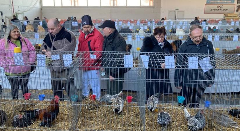 Ahol a kakasok is pózolnak – kisállat kiállítás lesz Baranyában