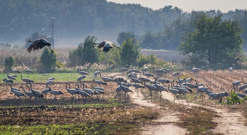 Szeles, borult, őszies időnk lesz