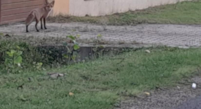 Róka komát nem zavarta az ember Szárszó utcáin