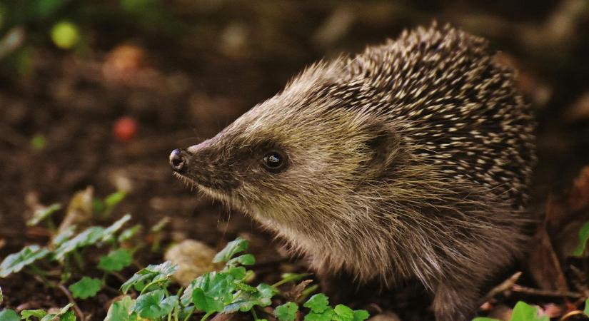 Sündisznó a kertben – Hogyan segíthetünk a kis éjjeli vendégeknek ősszel?