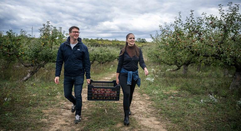 Feltűrték ingujjukat Budavár vezetői, és elmentek almát szedni egy gyümölcsösbe