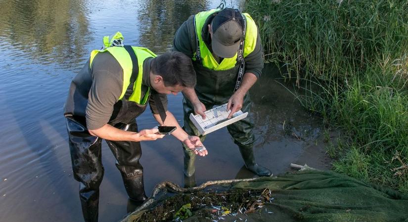 Megnézték a szakértők: ez a legszaporább halfaj a Tisza-tóban