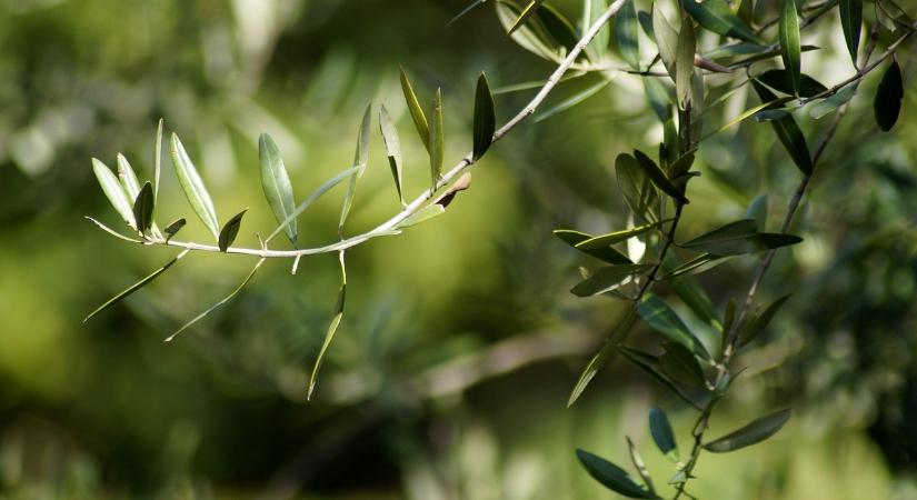 Mediterrán életérzés: egyre népszerűbb az olajfa hazánkban