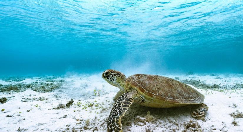 Elképesztő győzelmet arattak a tudósok! A zöld teknősöket a kihalás széléről mentették meg