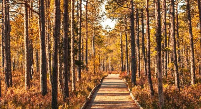 Utazz a jóllétedért – a természetközeli élmények a lelki egészség kulcsai