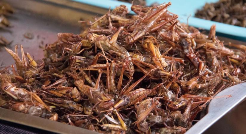 Alternatív fehérjeforrások – rovarfehérje és növényi protein