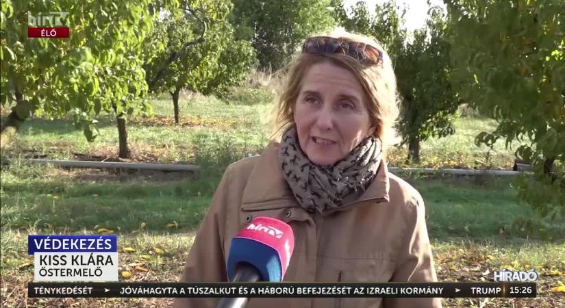 A hajdúszoboszlói gyümölcsösben is megjelentek a mezei pockok  videó