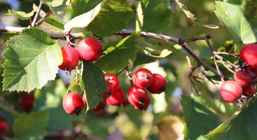 Több, mint díszítés – Mit adnak nekünk a cserjék?