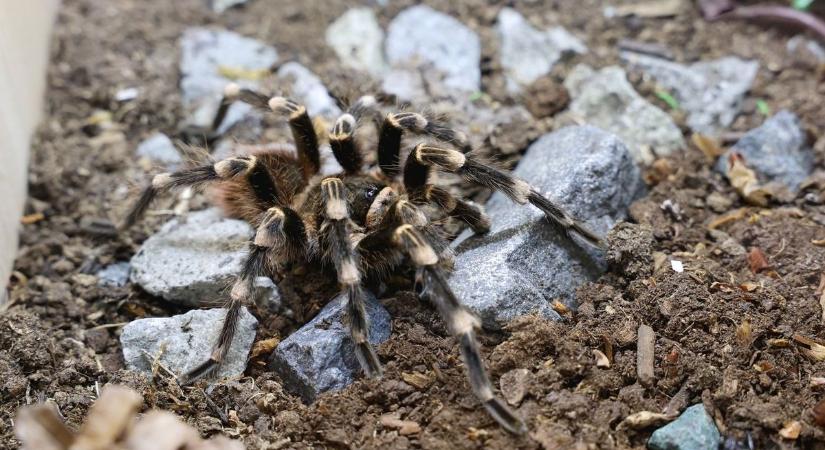 Hatalmas állatok lepték el Diósgyőrt: Metallica mérges, Zoé annál barátságosabb volt