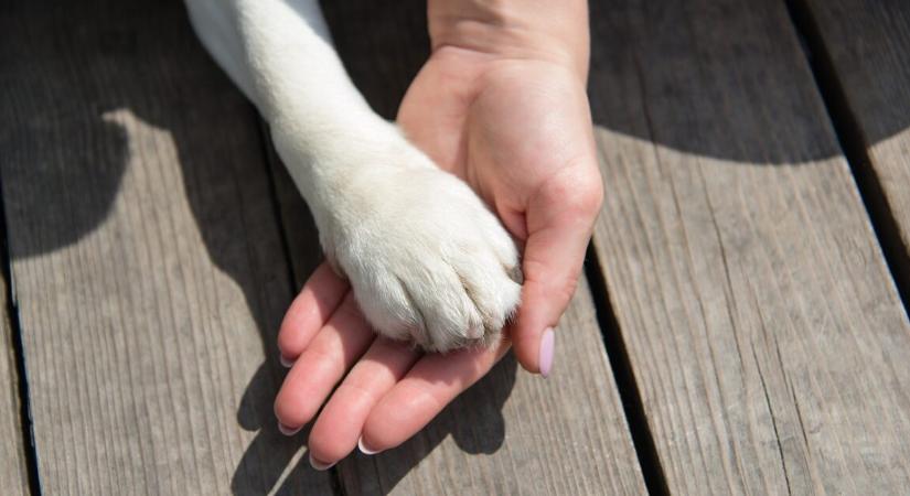 Már 8 éve várja ez a csodálatos kutya, hogy valaki végre örökbe fogadja a menhelyről