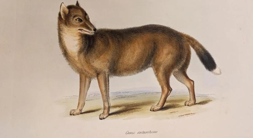 Egykoron éltek háziasított rókák – ez a tragikus meséjük