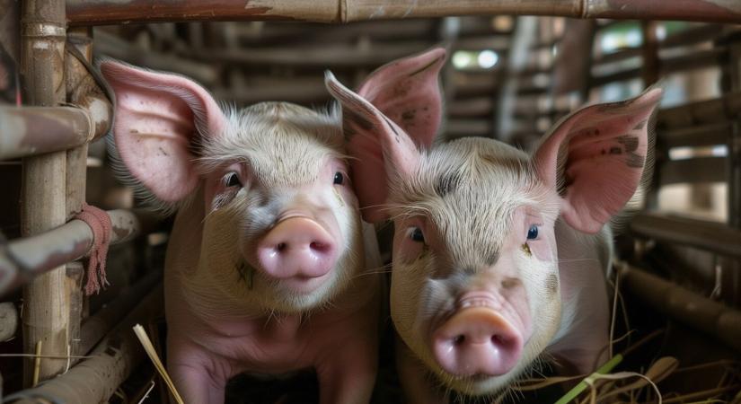 Afrikai sertéspestis pusztít a magyar határ közelében