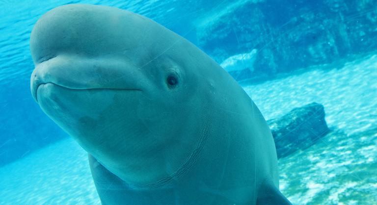 Halál vár harminc beluga bálnára, óriási a felháborodás