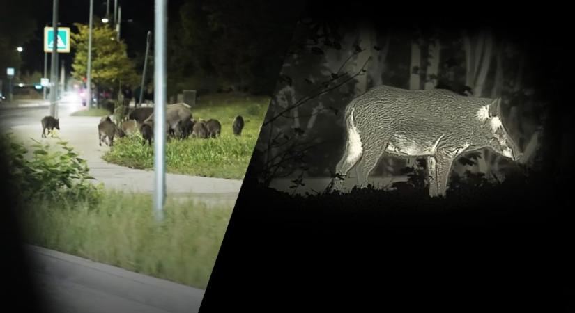 „Lehet ez a legjobb, de ne nevezzük humánus megoldásnak” – gyérítik a vaddisznókat a Hegyvidéken