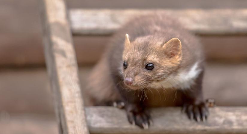 Lopakodó lakótárs: ezért nem tudsz megszabadulni a nyestektől