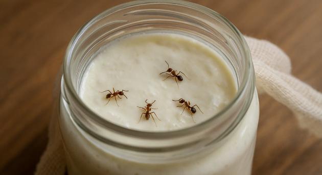Miért kellhet hangya a joghurtba? Egy különleges bolgár recept titkai