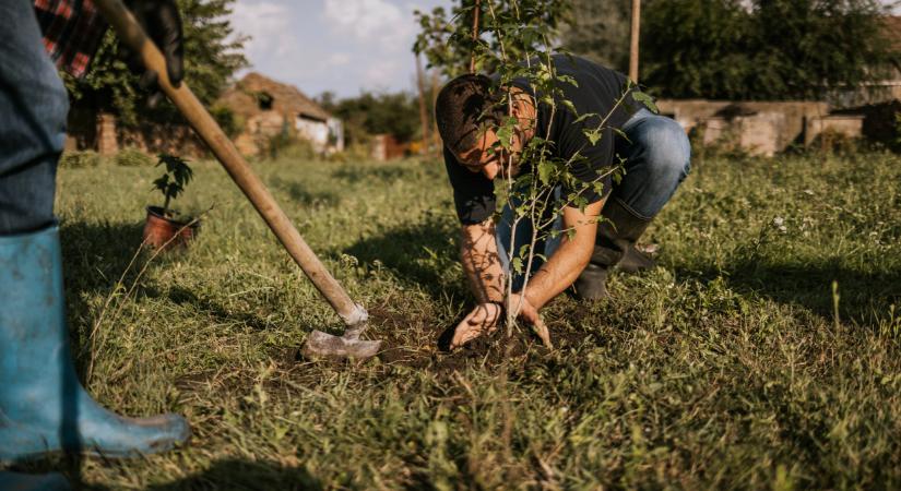 Egyetlen apró hiba és elpusztulhat a csemete, ezekre figyelj faültetéskor