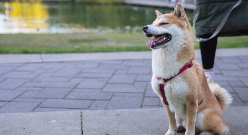 Így neveld a kutyát, hogy szófogadó legyen