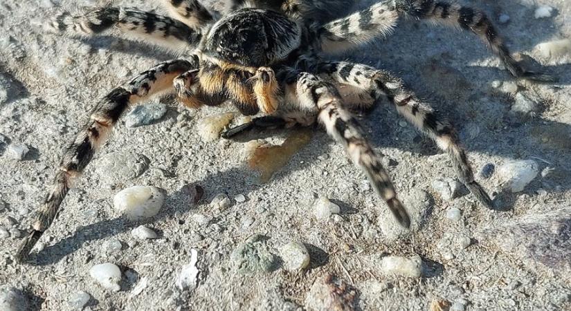 Szongáriai cselőpókok portyáznak Kardoskútnál