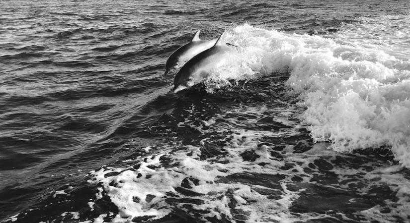 A delfinek, akik háborúba mentek – amikor Amerika uszonyt adott a hadseregnek