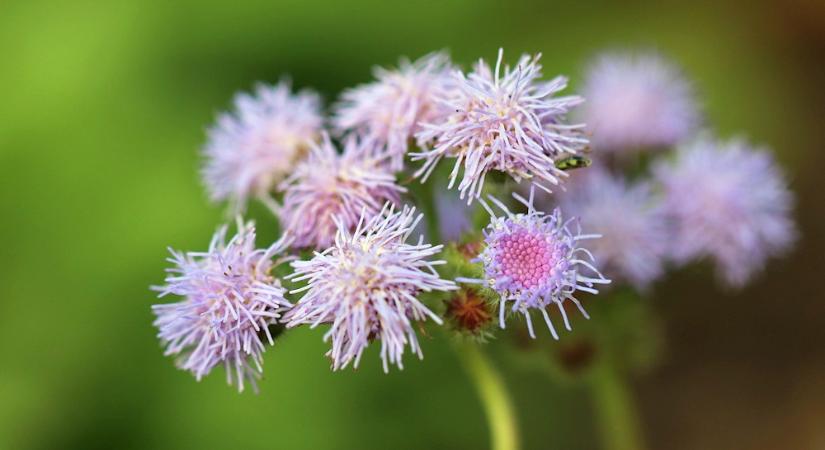 Bojtocska – a nyár kék pamacsvirágú dísze