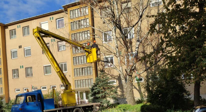 Vásárhely belterületén is pusztít a klímaváltozás