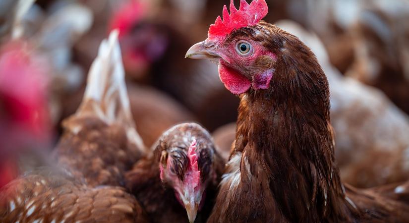 Ismét jól muzsikál a brazil csirkehús az EU piacán miután feloldották a tiltást