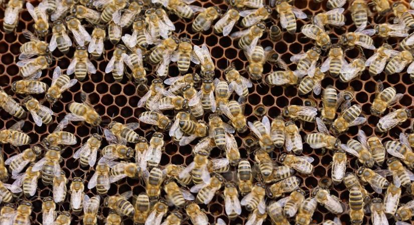 Fókuszban a méhészet – konferenciát tart a Kislépték Egyesület