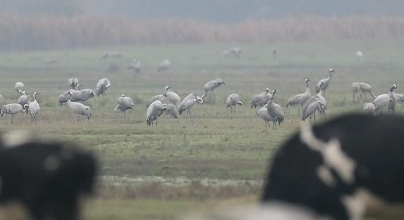 Látványos természeti csoda zajlik a Hortobágyon!