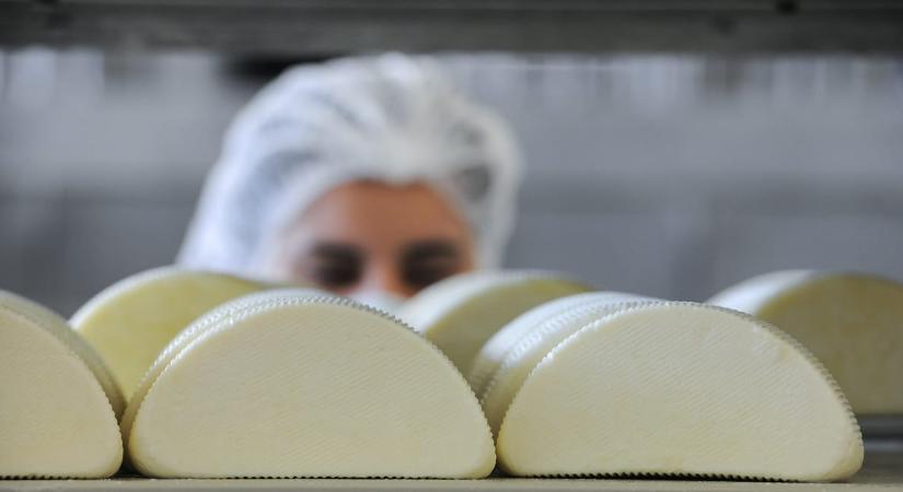 „Trappista nélkül maradhat a sajtos-tejfölös tészta” – a kereskedőknek nem tetszik, hogy betiltják a hasáb alakú trappistát
